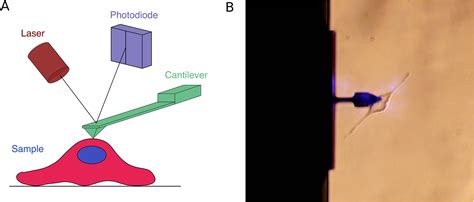 Atomic Force Microscopy For Cell Mechanics And Diseases