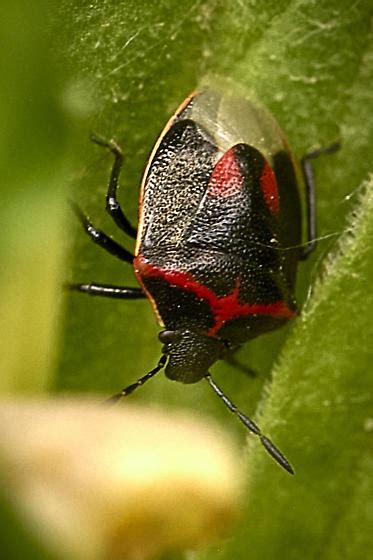 Red And Black Beetle Cosmopepla Lintneriana Bugguidenet