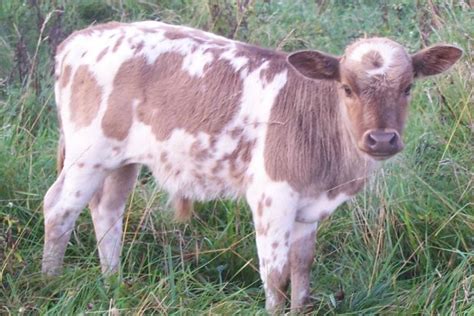 Pillard Miniature Cattle 2015 Mini Calves