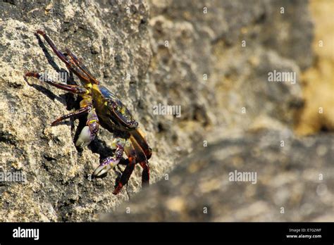 A Purple Rock Crab Scurries Among Crevices Of Limestone Boulders At