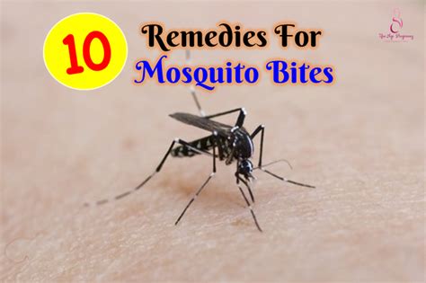 10 Effective Remedies For Mosquito Bites Pregnancy In Singapore