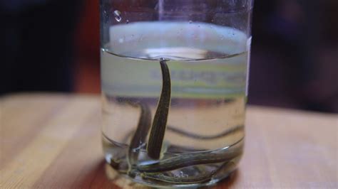 Leeches In Your Aquarium Are Gross How To Get Rid Of Them Pawtracks