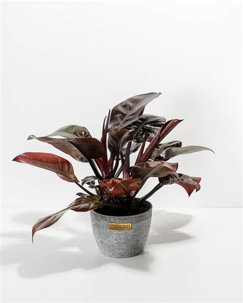 Philodendron Black Cardinal For Sale Including Care Guide