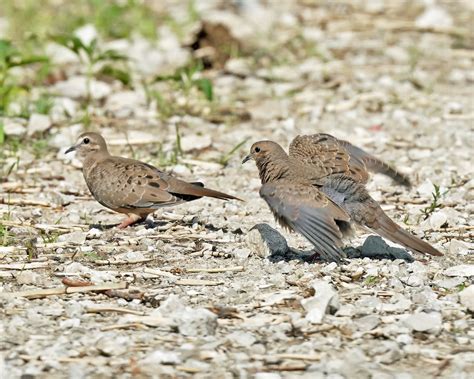 What are these Doves? - Help Me Identify a North American Bird ...