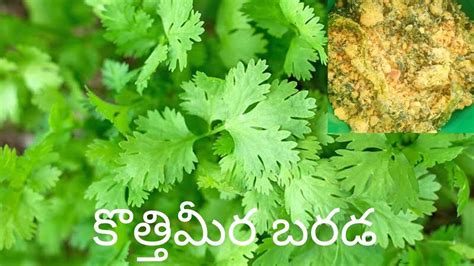 కతతమర బరడ 2 minutes recipe Coriander barada for Rice Instant