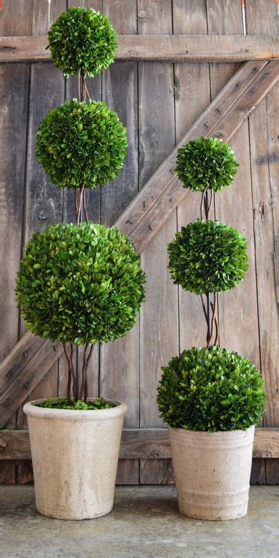 Preserved Boxwood Triple Ball Topiary 40 Home Decorative Accents