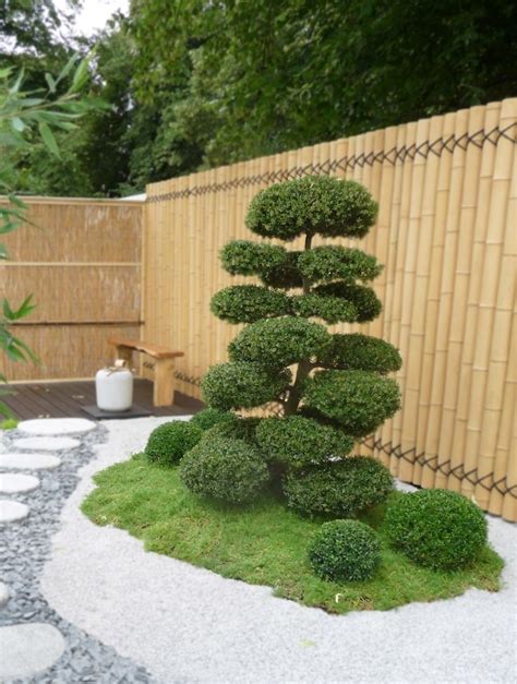 Real Topiary Trees For Sale / Enhance your home with romano boxwood ...