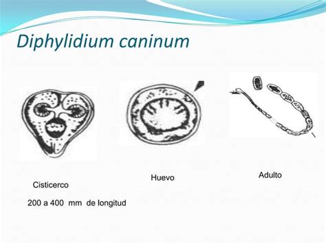 1 Protozoarios Y Helmintos PPT