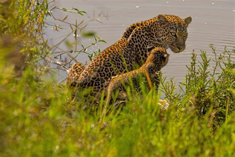 Visum Einreisebestimmungen F R Kenia Visum Am Flughafen Beantragen