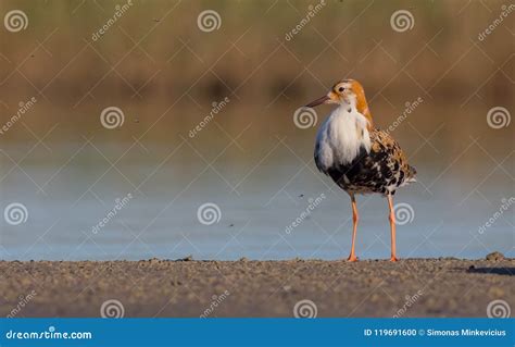 Ruff Philomachus Pugnax Calidris Pugnax Male Stock Photo Image