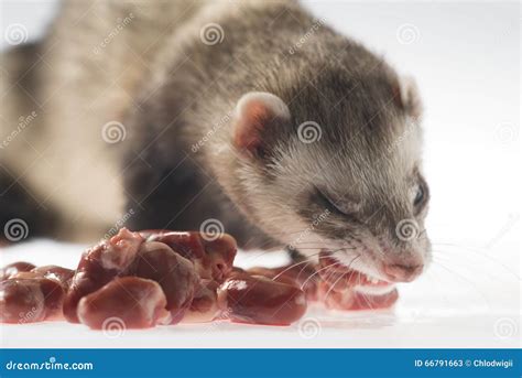 Ferret Feeding Stock Image Image Of Predation Animals 66791663