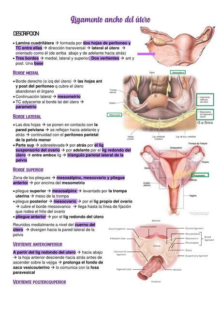 Ligamento ancho del útero NotitasMed uDocz