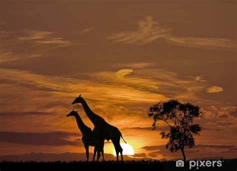 Duvar Resmi Sunset Ve Afrika Da Z Rafalar Siluet Pixers Tr