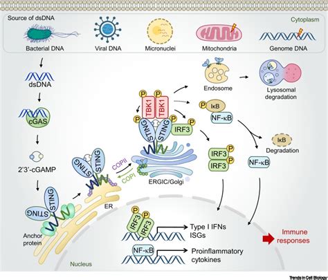 Cellular Functions Of CGAS STING Signaling Trends In Cell Biology