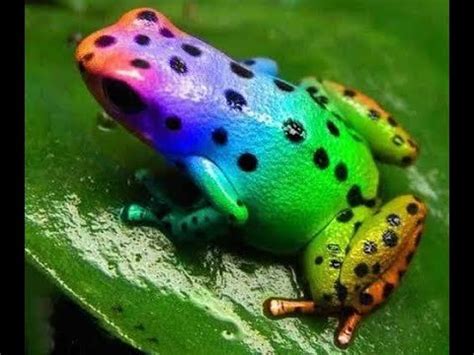 Why is the Poison Dart Frog So Colorful? - AMPHIPEDIA