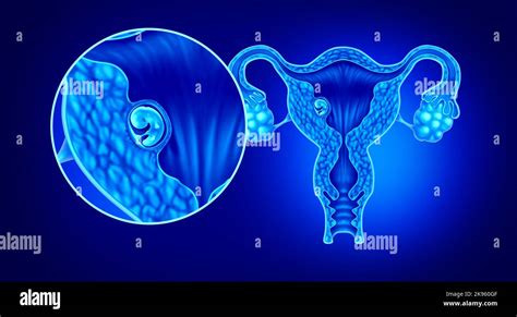 Implantaci N Del Embri N Humano Y La Implantaci N Exitosa Del Embarazo