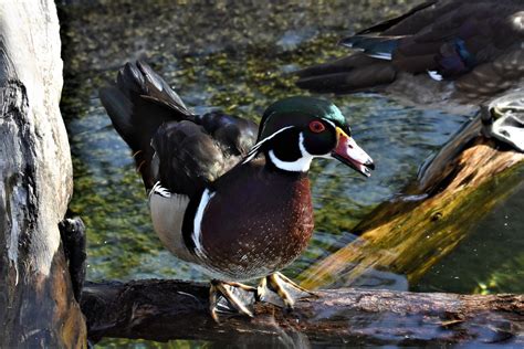 Wood Duck Free Photo Download Freeimages