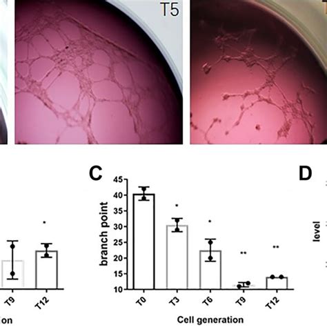 Effects Of Hto On Angiogenesis In Huvecs A Angiogenesis Of Different