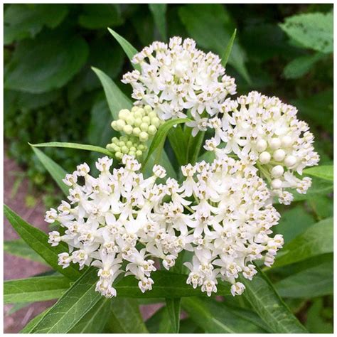 Swamp Milkweed Ice Ballet Asclepias Incarnata Packet Of 25 Etsy