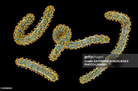 Marburg Viruses Illustration High Res Vector Graphic Getty Images