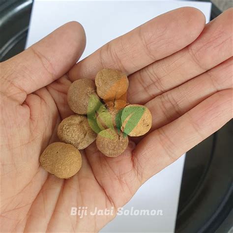 Jual Benih Biji Jati Solomon Berkualitas Agro Bibit Id