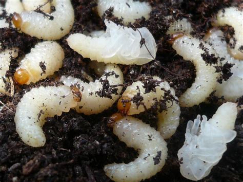 Vine Weevil Larvae And Pupae Flickr Photo Sharing