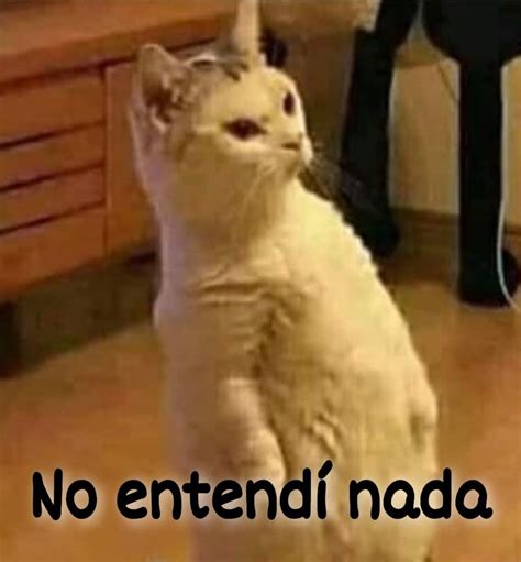 No entendí Memes Cats Animals