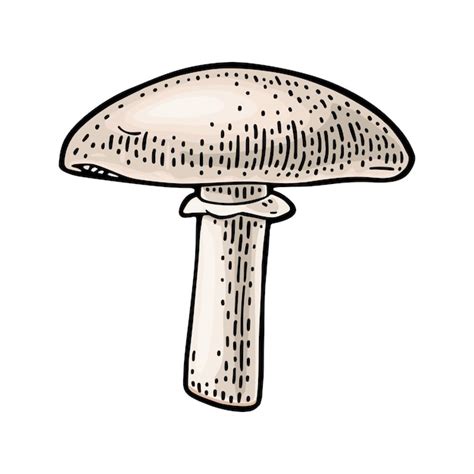 Premium Vector Champignon Vintage Color Vector Engraving Illustration