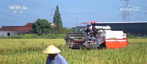 我国早稻实现增产丰收 为稳定全年粮食生产奠定良好基础新闻频道央视网