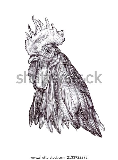 884 Realistic Drawing Rooster Images, Stock Photos & Vectors | Shutterstock