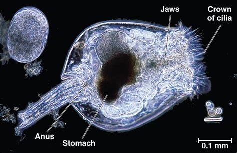 Phylumrotiferahtml 3313rotifer L