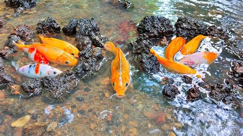 Menemukan Sarang Ikan Hias Ikan Koi Ikan Cupang Kepiting Ikan Koi