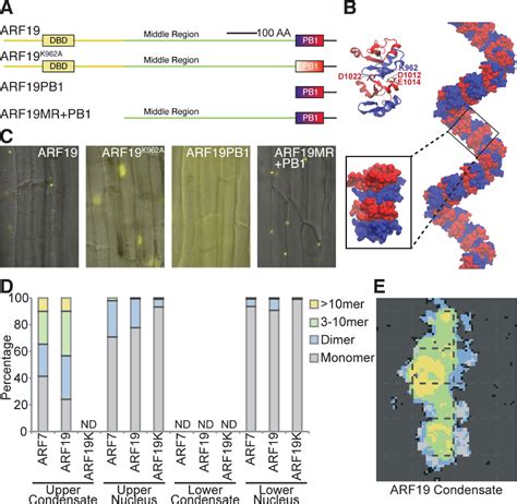 Figure From Nucleo Cytoplasmic Partitioning Of Arf Proteins Controls