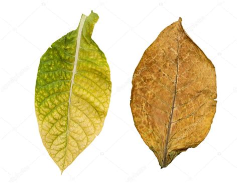 Tobacco leaves isolated — Stock Photo © kornienkoalex #7232587