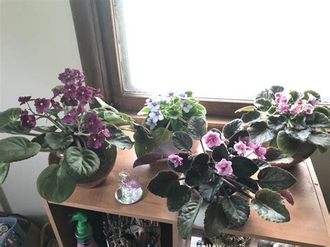 My African violets are blooming! : r/gardening