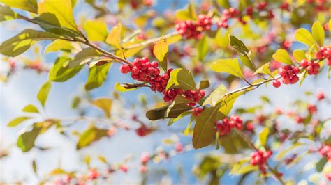 Attract More Songbirds To Your Garden By Planting These 24 Beautiful Shrubs