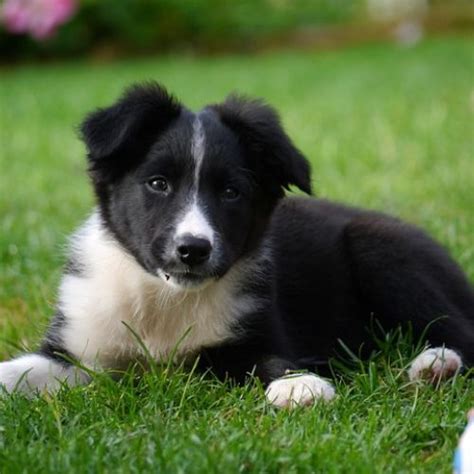 Guía Completa de Adiestramiento Border Collie