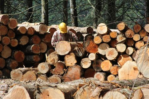 ¿qué Es La Producción Sostenible De Madera Wwf