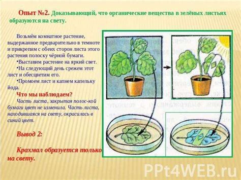 Фотосинтез. Значение фотосинтеза (6 класс) - презентация онлайн
