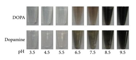 Photograph A And Turbidity B Of Dopa And Dopamine Solutions At Download Scientific Diagram