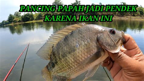 Perdana Mancing Nila Liar Umpan Lumut Di Sekitar Bunglai Waduk Riam