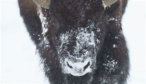 Bison Migrate To Lower Ground For Winter Grazing During The Winter