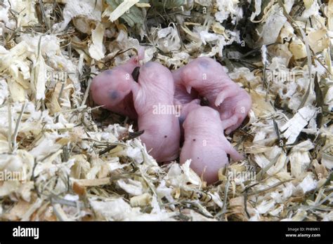 russian dwarf hamster Stock Photo - Alamy