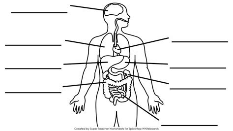 Diagram Of The Human Body With Labels | MedicineBTG.com