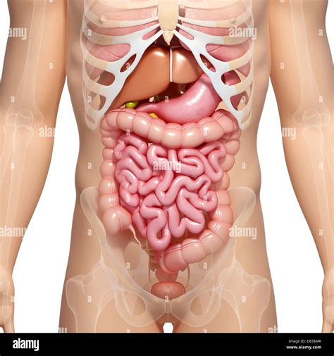 Male Digestive System Artwork Hi Res Stock Photography And Images Alamy