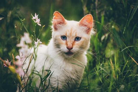 Free Images Grass Kitten Fauna Whiskers Vertebrate Small To