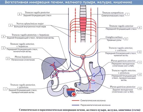 Желудочно кишечный тракт человека анатомия фото