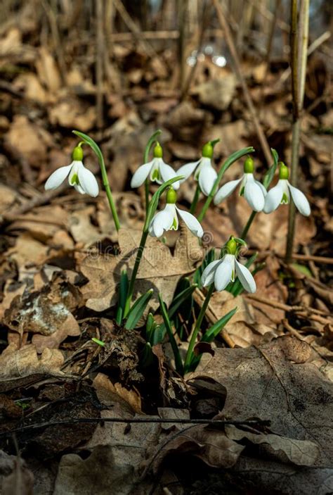 Galanthus Elwesii Elwes S Greater Snowdrop In The Wild Red Book