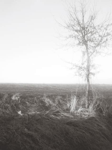 Premium Photo Single Tree On Grassy Field Against Clear Sky