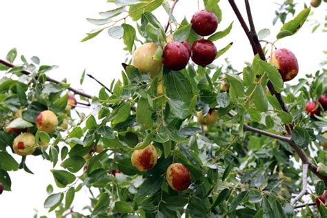 Lang Jujube Tree